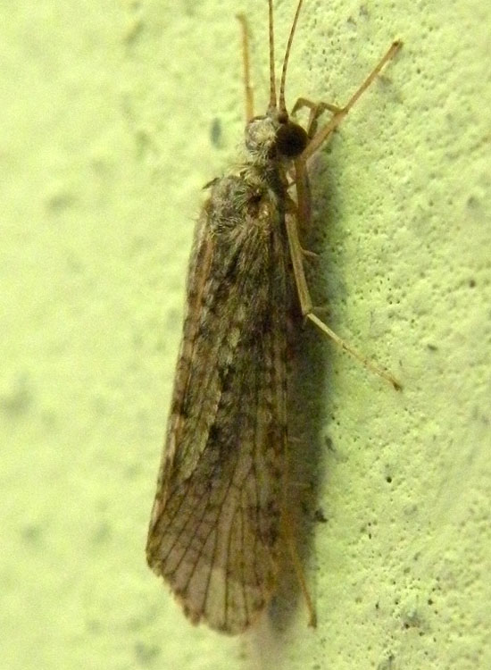 Hydropsychidae